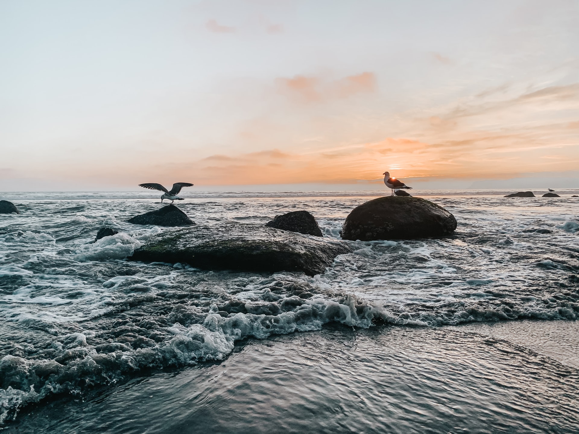 birds looking for fish. how do we overcome our limiting beliefs and work tirelessly to achieve our goals as they do?